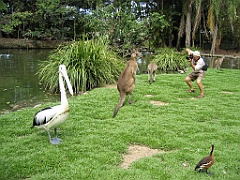 114 Port Douglas Wildlife Habitat